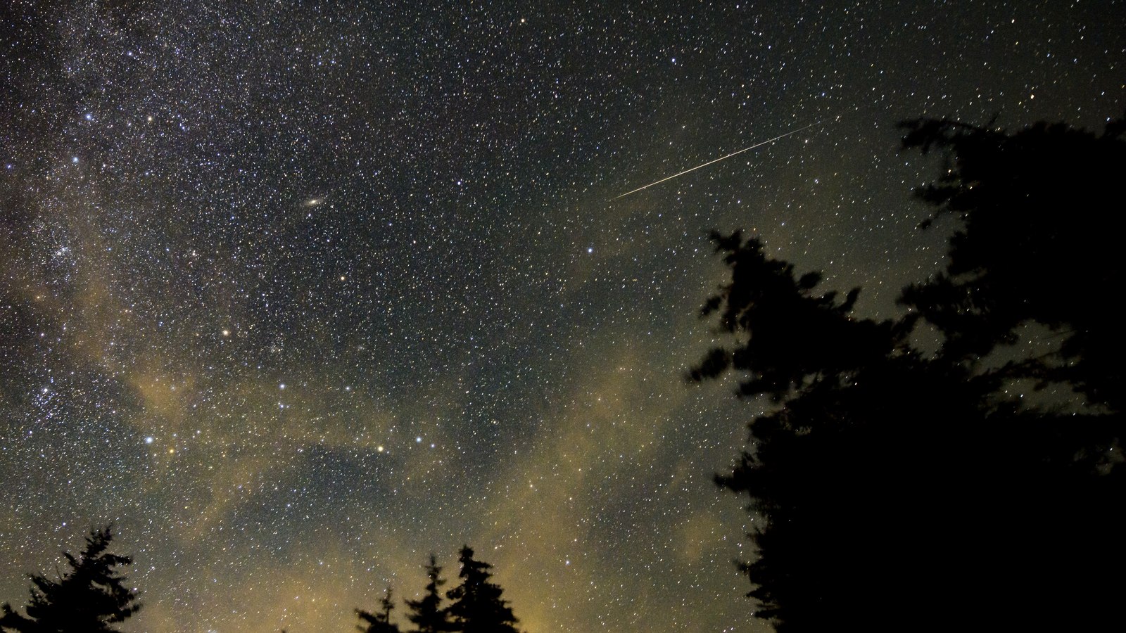 A bright Perseid meteor streaking across a star filled sky above silhouetted pine trees.